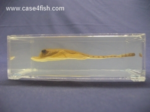 Foto Galerie/Myliobatiformes/Potamotrygon sp/Potamotrygon sp_04_S.jpg